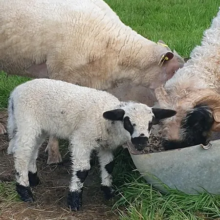 Wildberry Σπίτι διακοπών *