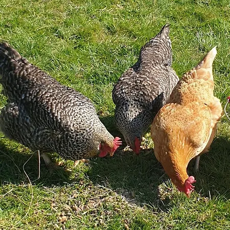 Wildberry * Orgères-la-Roche