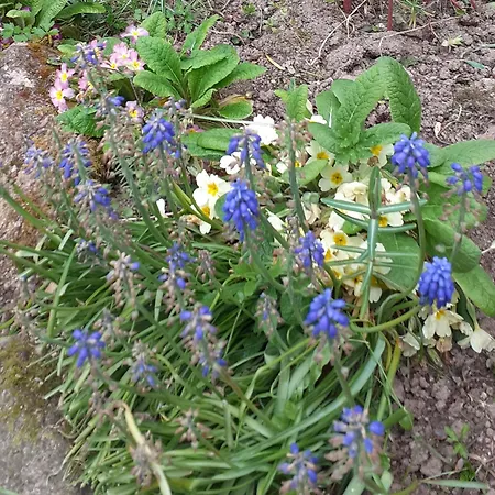 Wildberry * Orgères-la-Roche