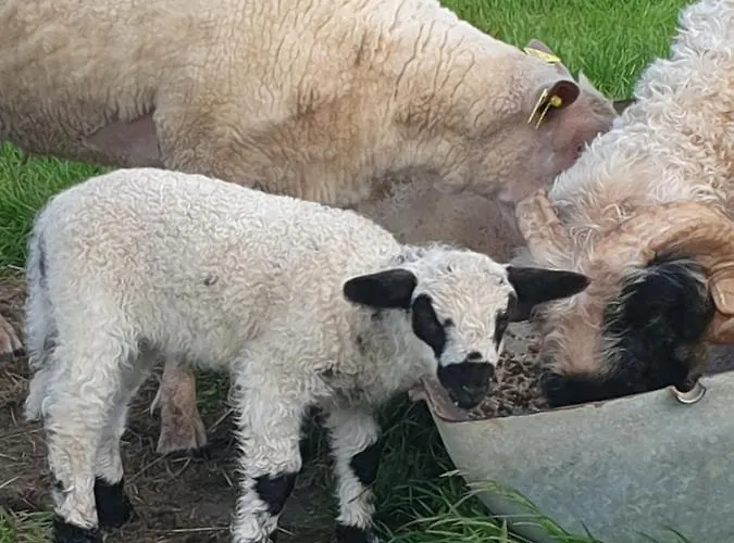 Wildberry Hébergement de vacances *