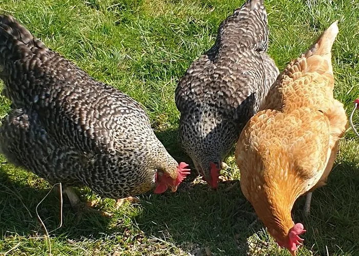 Wildberry * Orgères-la-Roche