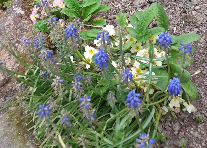 Wildberry * Orgères-la-Roche