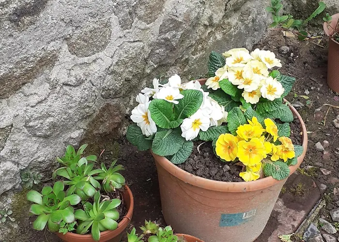 Wildberry Casa vacanze